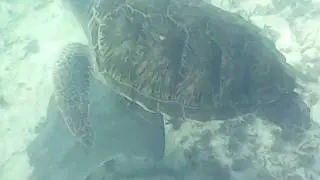 SNORKELING TULUM & AKUMAL - YUCATAN 2020