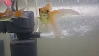 Lucky gold fish 