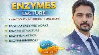 Enzymes (Types, Functions & Mechanism) / Biomolecules / CSS Chemistry / Lec 86