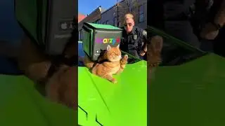 Поднялся кот в приложении #marzy #cat #доставка #funny #юмор #котподнялся