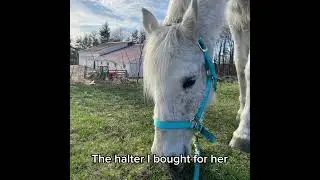 It may be her halter but- it used to be hers😥❤️