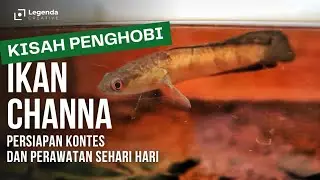 Ikan Channa, Hobi Yang Menghasilkan & Bermanfaat || Pamekasan Snakehead