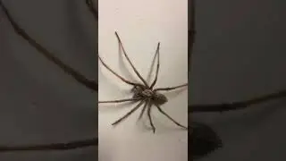 Arachnophobia - Tegenaire on a white wall