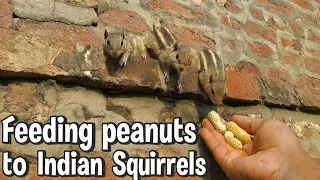 Feeding Peanut to Indian squirrels | Hand feading squirrels @cutenaturediary