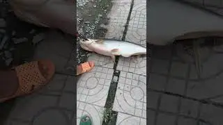 Survival Skills Unbelievable Fishing 1581