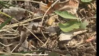 Insect Microdocumentary yukai zhang