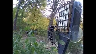 #shorts #animals #wildlife #birds #blink Male Downy Woodpecker at Window Feeder