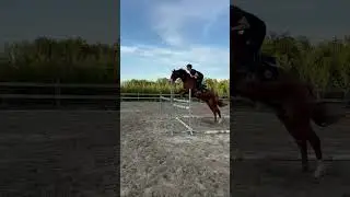 Cheval &agrave; vendre - Cheval &agrave; vendre  - equirodi.com