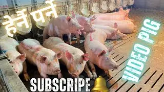 Why Korean pig farm is successful #pig #agriculturebusiness #highlights 