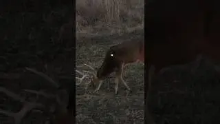 MEGA Missouri Buck with a bow!
