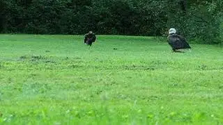 Two eagles eating a dead groundhog