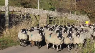 Swaledale Round-up