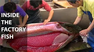 Awesome Worker Skills Harvest Salmon Eggs and Meat   Salmon Cutting & Processing Machine in Factory