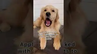 CAN DOGS EAT APPLES? 🍎 | Is Apple healthy for your dog? #dogfood #dogfoodreview #shortsyoutube