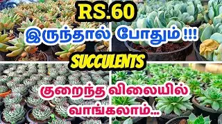 Rs.60 முதல் Succulents Plants கிடைக்கும் | Succulent Care Tips In Tamil | Nursery Vlog Tamil