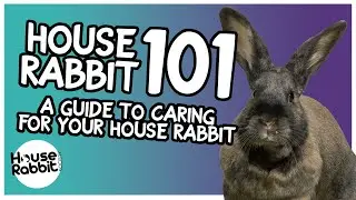 House Rabbit 101: A Guide to Caring For Your House Rabbit