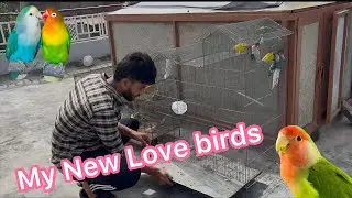 Love birds k Liye new cage bna rhy ❤️| daily vlog | bird's vlog | the animal aviary |birdslovers 
