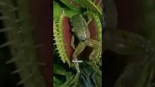 3 fleischfressende pflanzen die tiere fressen