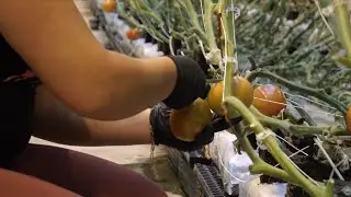 Harvesting Tomatoes in the Winter with Grower Direct Farms