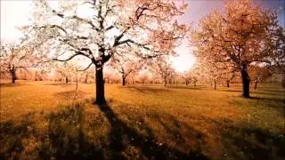 Alan Azar - Wonders