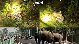 Tiger attack at Anini- Roing road be aware 