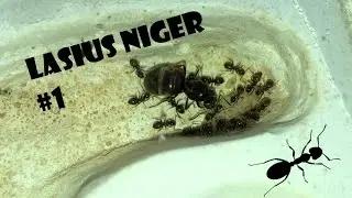 LASIUS NIGER #1 - D&eacute;m&eacute;nagement dans le nid !