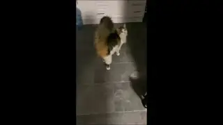 Cat Tail Looks Like a Feather Duster