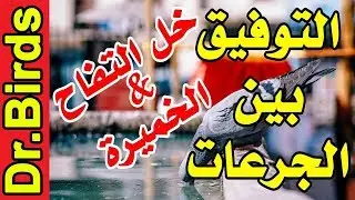 خل التفاح مع الخميرة للحمام
