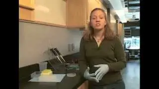 Loading an Agarose Gel