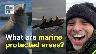 Why We Need More Marine Protected Areas in Antarctica