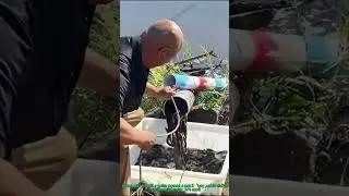 DIY PVC Pipe Fishing Trap Catches Lots of Fish