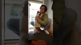 🥰 She missed his smell! Cat caught stealing favorite blanket #catlover #petsoftiktok #furryfriend