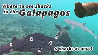 The best place to swim with Sea Lions and Sharks in the Galapagos!