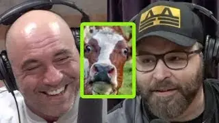 Joe Rogan is Trying the Carnivore Diet
