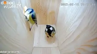 Kohlmeise vs. Blaumeise: Wer zieht ein? 🐦 Nistkasten Highlights Februar: dobar wildcam 01