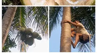 Aaj to Bhaiya ne pilaya,(nariyel), pani🍋🍑,Gajab tarike se utarenge ped se nariyel,