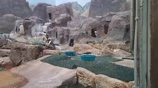 Penguin world, zoo in usa, youtube shorts, instragram,