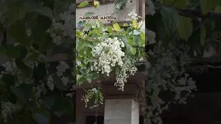 #shorts #മണിമുല്ല വസന്തം രാത്രിയും പകലും#