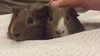 Guinea pigs purring or growling?