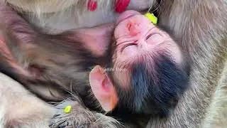 So tired!! Newborn baby bb sleeps well after receiving a full bottle of milk from mother