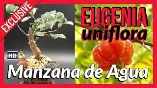 Bonsai Pitanga. Eugenia Uniflora.