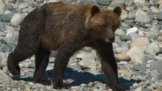 Homalco Tours- The Great Bears of Bute