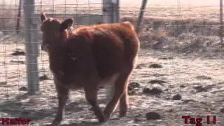 Schultz Farms Falls-Tag 11