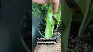 The giveaway closes this Friday midday Amsterdam time! See my latest video #plants #giveaway