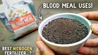 How To CORRECTLY Use Blood Meal Fertilizer For Plants? (8-Benefits)