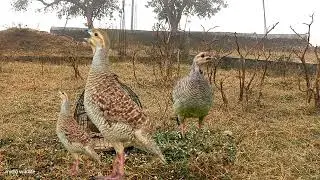 Teetar ka best ladai Aajwz wilde female teetarvoice greyfrancolin sounds good teetar partridgeshikar