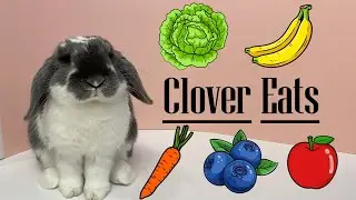 Clover the Bunny Eats! Special Edition! |  Princess Eleanor and Friends