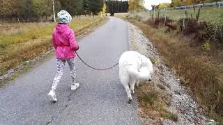Walking with Polish Tatra Shepherd Dog ( Polski Owczarek Podhalański )