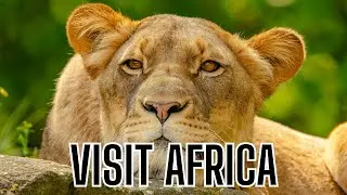 Exploring the Majestic Serengeti | African Safari Adventure