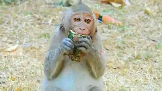 Monkey Jane with baby Janna and Janet eating mango